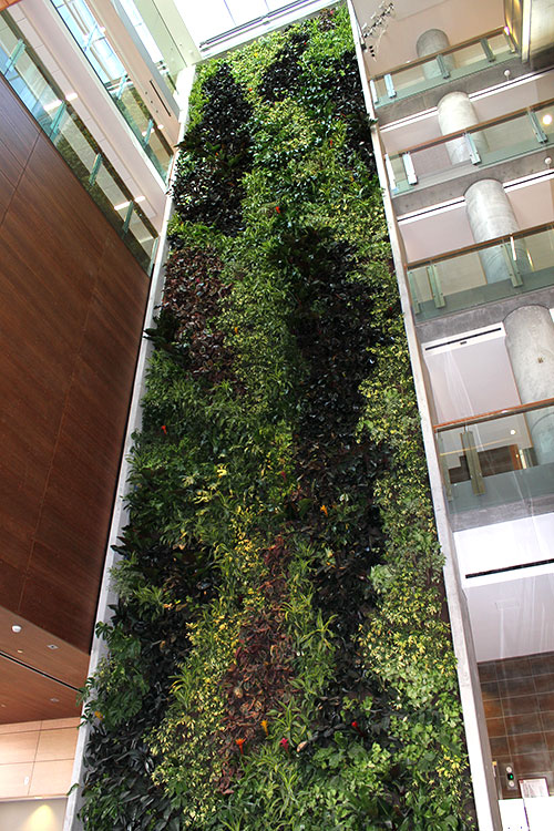 University of Ottawa Living Wall